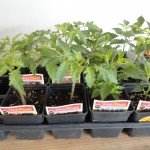 Tomato and Pepper Seedlings