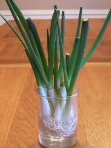 Free Spring Onions Free Spring Onions 225x300 Free Food Re growing your onions