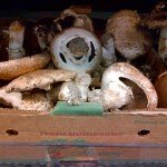 Portabella Mushrooms Loose in Box