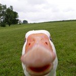 Peeking Duck