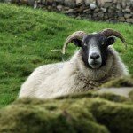 Blackface Sheep