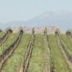 Temecula Valley, CA Vineyard