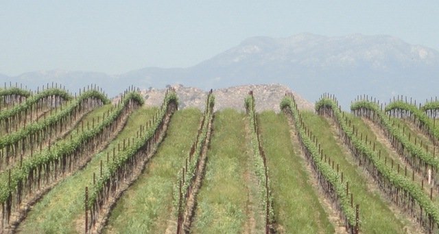 Vineyard in the Temecula Valley, CA Vineyard in the Temecula Valley Wine Tasting in Temecula Valley, CA