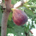 Black Italian Fig Ripening on the tree