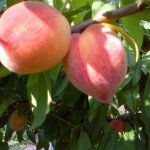 Peaches on a tree