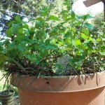 Spearmint (Mentha spicata) in a Pot