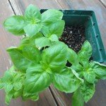 Basil Growing in Soil that was Oringinally Started Hydroponically