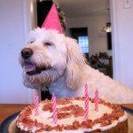 Dog Birthday Cake