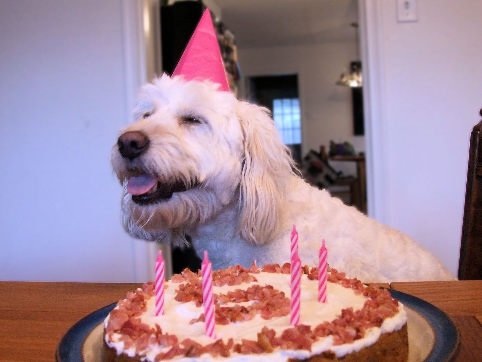 a-puppy-treat-dog-birthday-cake-we-are-not-foodies