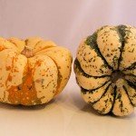 Sweet Dumpling Mini Pumpkins