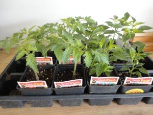 Summer Vegetable Gardening In Houston Starts In February We Are