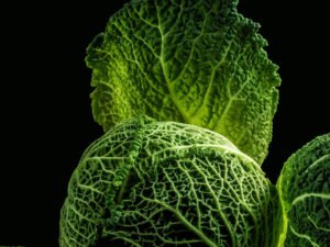 Brassica oleracea - Cabbage