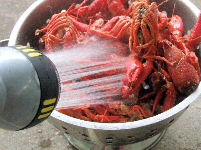 Rinsing the crawfish