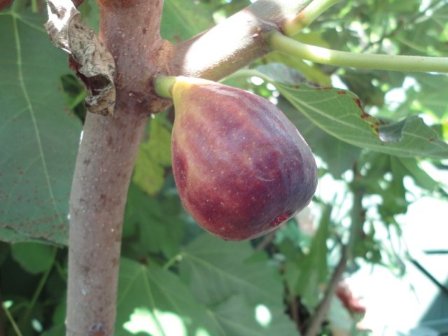 Black Italian Fig Ripening on the tree