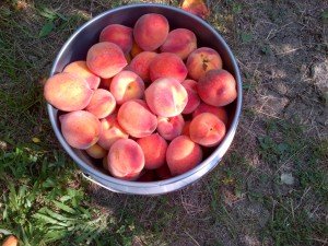 Picked Peaches