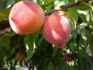 Peaches on a tree