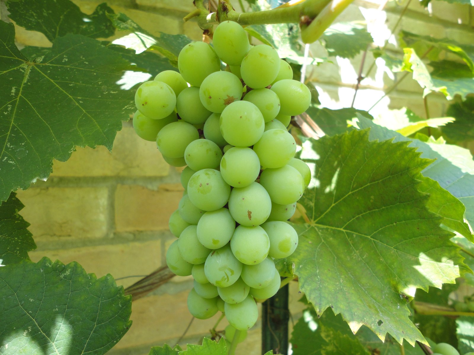 Measuring Spoon - Colorful Grapes