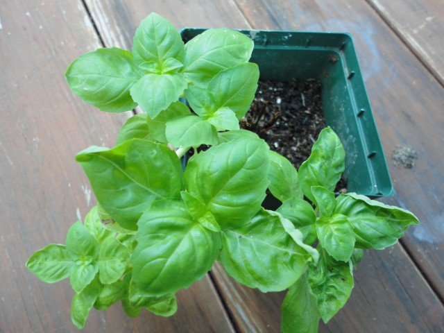 Basil Growing in Soil that was Oringinally Started Hydroponically