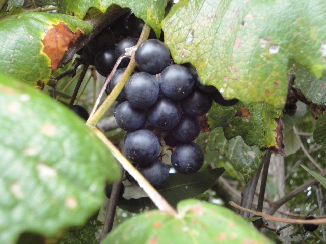 Ripe Mustang Grapes (wild grapes in East Texas)