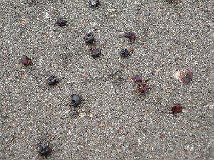 Grapes Skins on Bike Path Discarded By Birds
