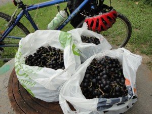 Plastic Bags of Picked Wild Mustang Grapes