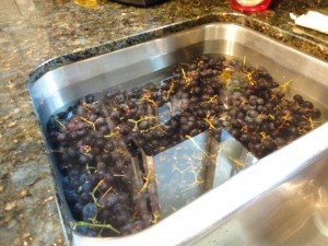 Mustang Grapes Soaking in Water