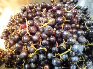 Mustang Grapes that have been Triple Washed