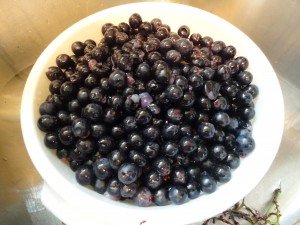 Colander of Wild Mustang Grapes