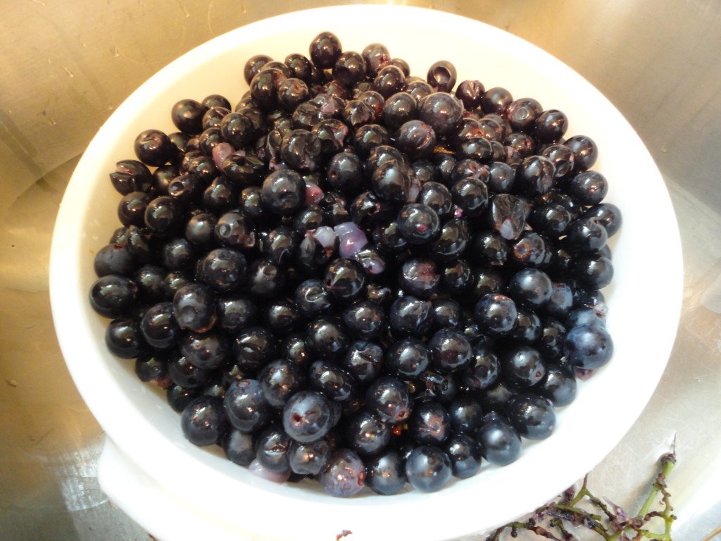 Wild Mustang Grapes Triple Washed, Plucked and in a Colander – We are ...