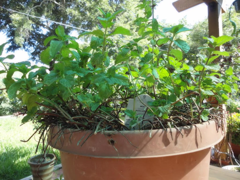 Spearmint (Mentha spicata) in a Pot