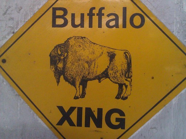 Buffalo Crossing