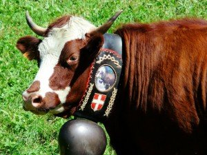 An Abondance Cow - One of Haute-Savoie breeds who's milk is used for Reblochon Cheese